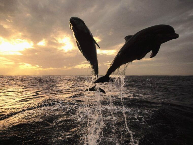 Pore: Private Snorkeling Tour with Dolphin-Watching - Practical Details & Traveler Tips