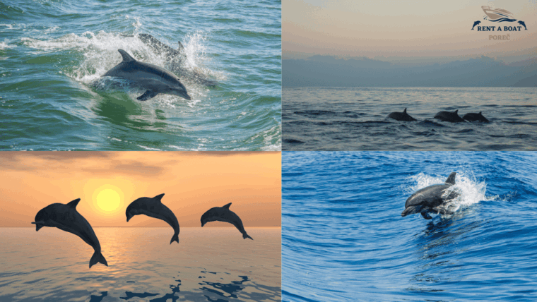 Pore: Private Snorkeling Tour with Dolphin-Watching - The Sum Up