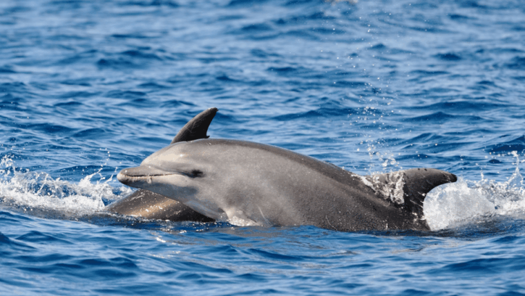 Pore: Private Snorkeling Tour with Dolphin-Watching - FAQ
