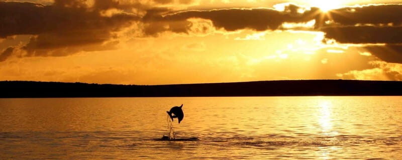 Pore: Sunset Dolphin Safari Cruise with Drinks - Reviewing the Experience: What Do Travelers Say?