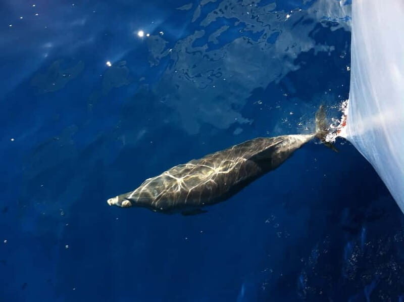 Pore: Sunset Dolphin Safari Cruise with Drinks - Who Should Consider This Tour?