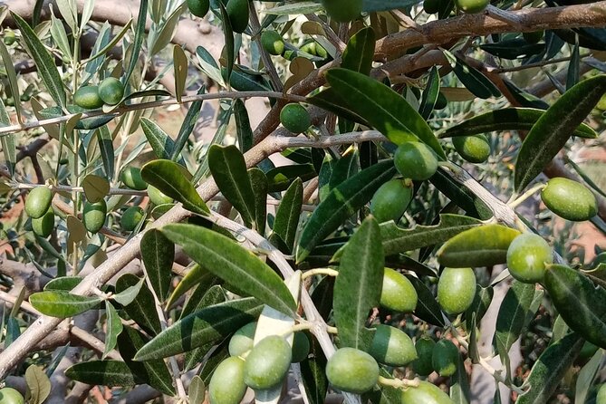 Porec and Olive Oil Farm Half-Day Private Tour - Pricing and Booking Information