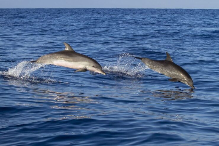 Poreč: Dolphin Spotting Cruise With Included Drinks - Good To Know