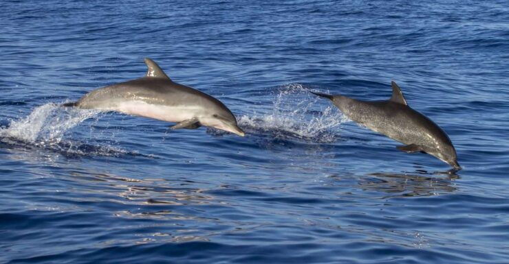 Poreč: Dolphin Spotting Cruise With Included Drinks - Activity Details