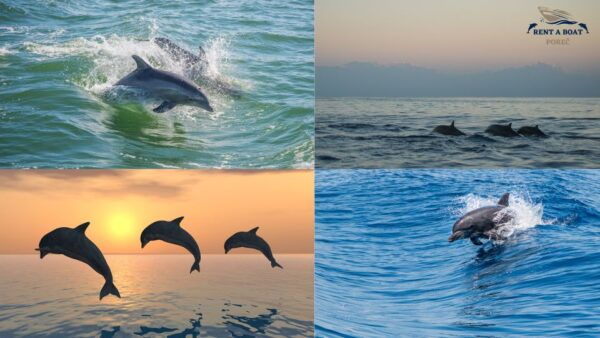POREČ PRIVATE SNORKELING AND PANORAMIC TOUR - Departure Information and Equipment Provided