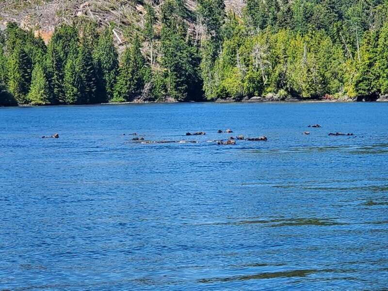 Port Alice: Sea Otter and Wildlife Tour - 6 hour with lunch - The Sum Up