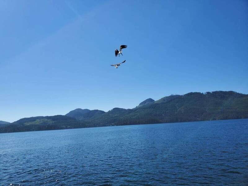 Port Alice: Sea Otter and Wildlife Watching Boat Tour - Good To Know