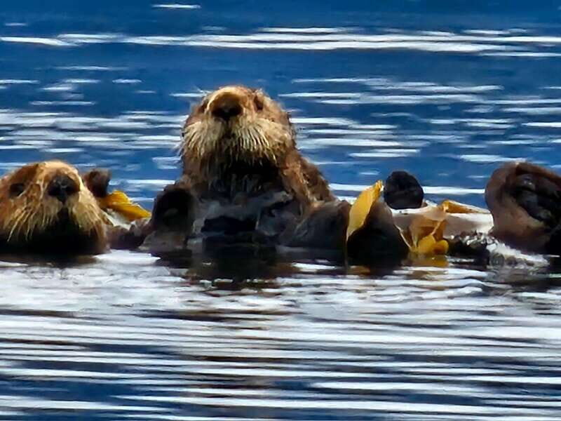 Port Alice: Sea Otter and Wildlife Watching Boat Tour - The Value of the Tour