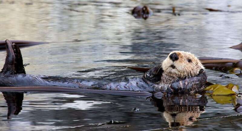 Port Alice: Sea Otter and Wildlife Watching Boat Tour - FAQs (Frequently Asked Questions)