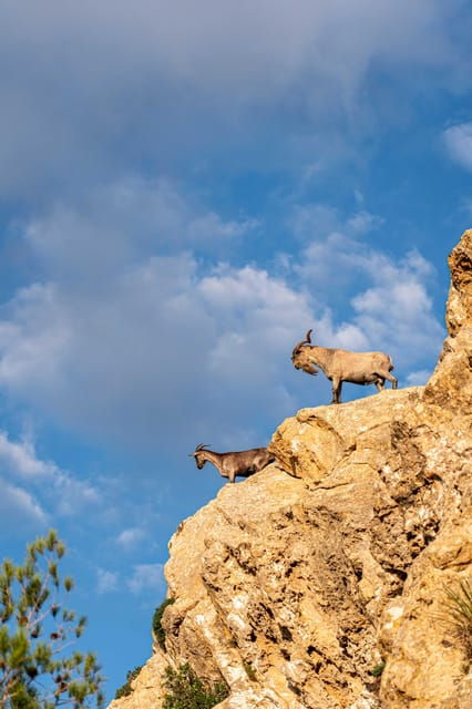 Port Andratx: Hiking Tour Into the Sunset to Sant Elm - Common Questions