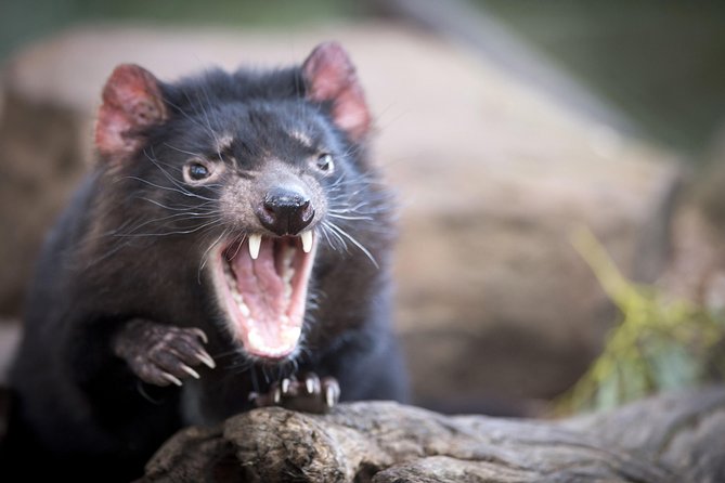 Port Arthur and Tassie Devils Active Day Tour From Hobart - Meeting and Pickup Information
