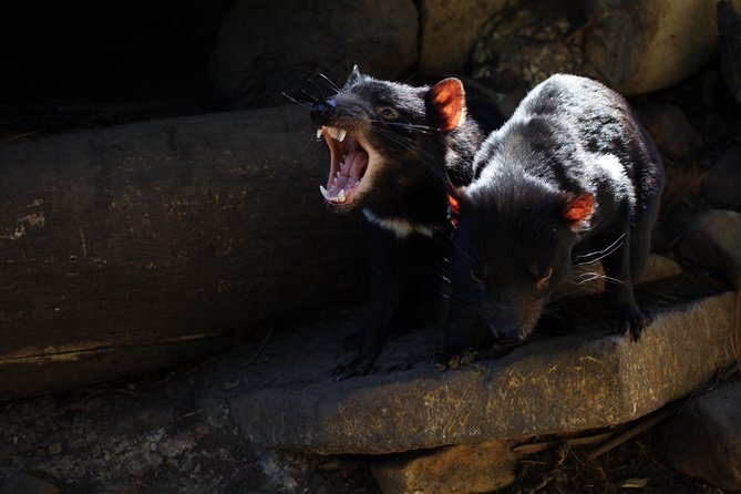Port Arthur and Tassie Devils Active Day Tour From Hobart - Port Arthur Historic Site