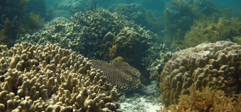 Port Barton: Island Hopping to Turtle Spot & Reef with Lunch - What Makes the Port Barton Island Hopping Tour Special?
