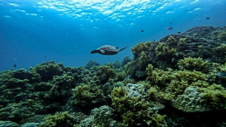 Port Barton: Private Highlights Tour. W/ Island Lunch - Booking Details