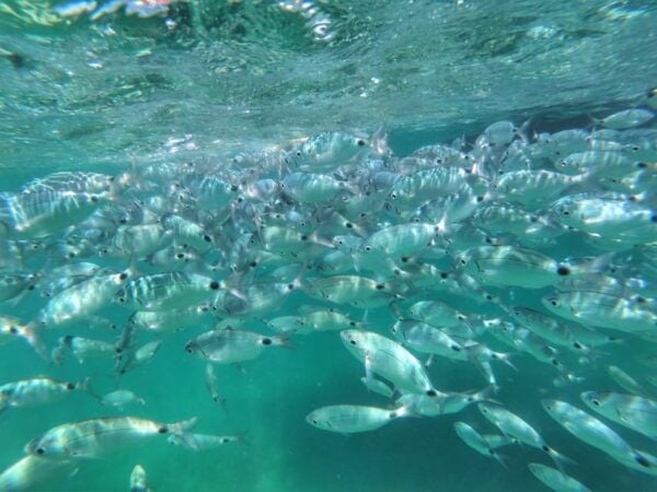 Port Bunarina: Scenic Boat Trip With Lunch & Swimming - Tips for Travelers