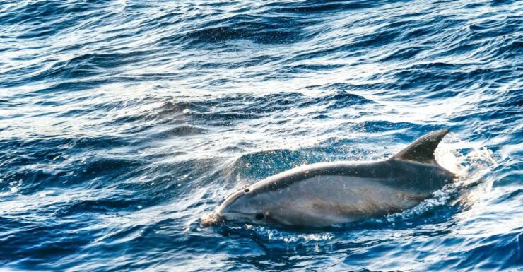 Port Dalcudia: Sunrise at Sea & Dolphin Watching Boat Tour - Activity Details