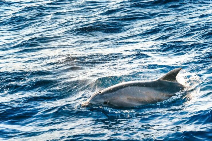 Port Dalcudia: Sunrise at Sea & Dolphin Watching Boat Tour - Experience