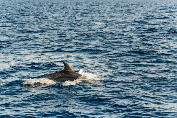 Port Dalcudia: Sunrise at Sea & Dolphin Watching Boat Tour - Common Questions