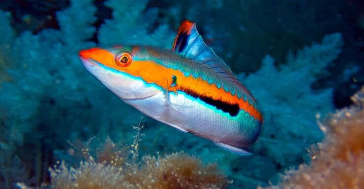 Port De Sóller: Snorkeling Tour With Professional Guide - Tour Options
