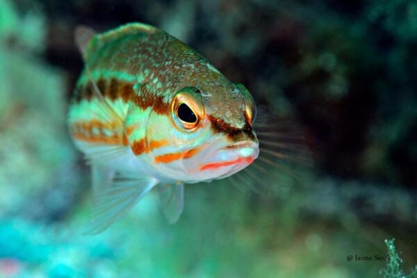 Port De Sóller: Snorkeling Tour With Professional Guide - Frequently Asked Questions