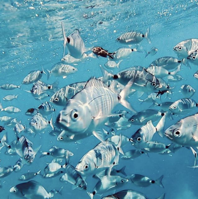 Port De Sóller: Snorkeling Tour With Professional Guide - Pricing and Duration