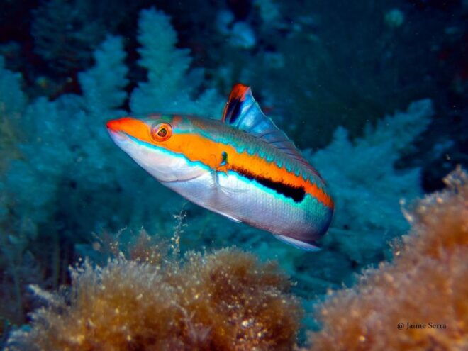 Port De Sóller: Snorkeling Tour With Professional Guide - Instructor and Accessibility