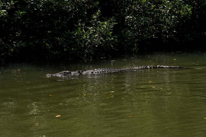 Port Douglas: Afternoon Daintree Tour w/ Wildlife Cruise - FAQ