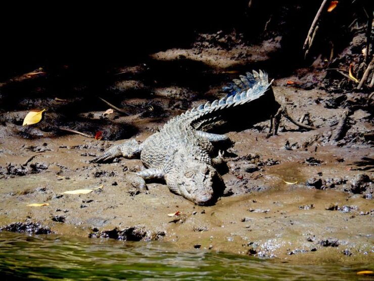 Port Douglas: Daintree Rainforest and Mossman Gorge Tour - Good To Know