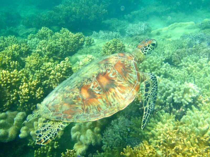 Port Douglas: Half-Day Low Island and Lagoon Snorkeling Tour - Good To Know