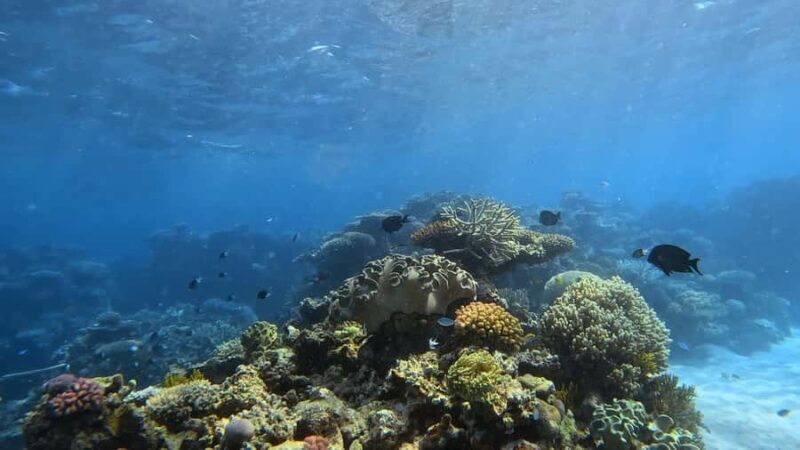 Port Douglas: Half Day Outer Reef Snorkelling Tour - What to Expect on the Tour