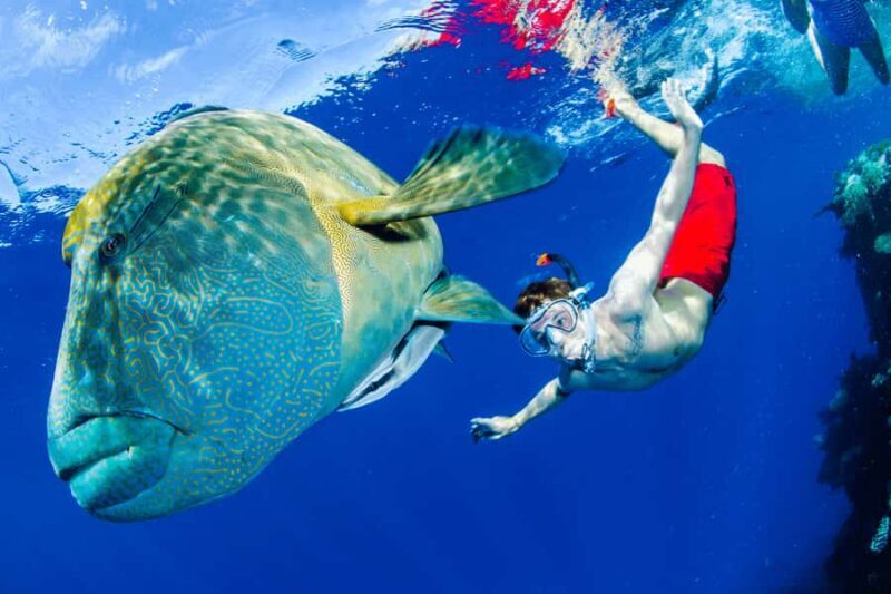 Port Douglas: Just 12 Passengers Guided Snorkel Reef Cruise - The Return and Reflection