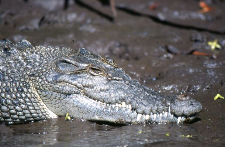 Port Douglas: Lady Douglas Sunset River Cruise With Snacks - Experience Highlights