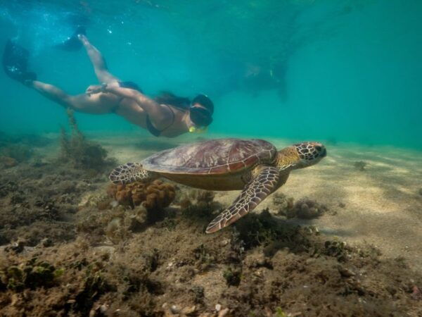 Port Douglas: Low Isles Glass Bottom Boat & Snorkeling Tour - Common Questions