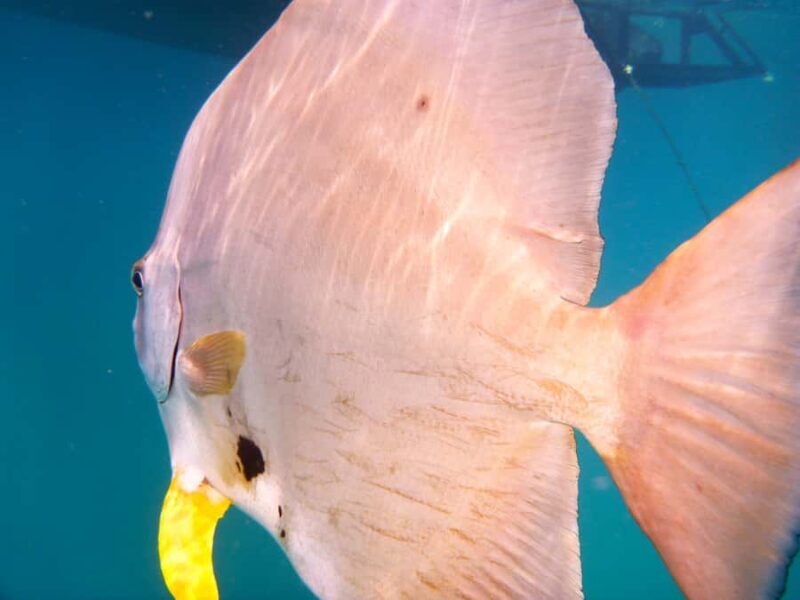 Port Douglas: Low Isles Reef Snorkeling Tour - Good To Know