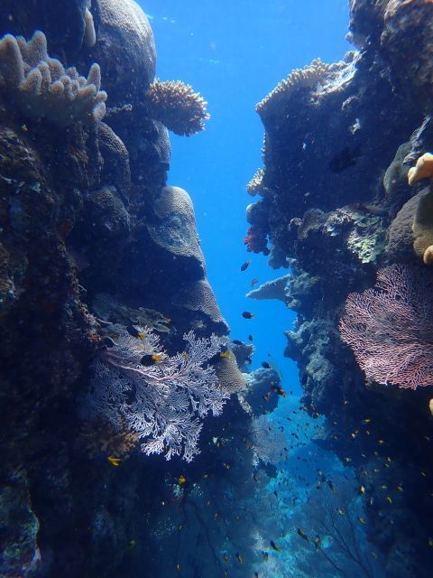 Port Douglas: Outer Great Barrier Reef Snorkeling Cruise - Free Cancellation and Flexible Payment Options