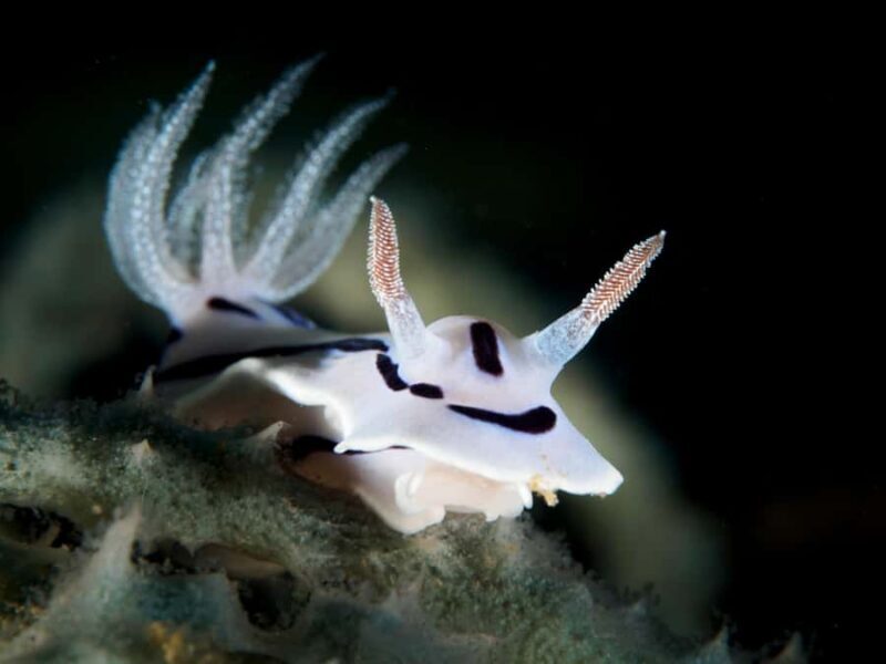 Port Douglas: Premium Outer Reef Dive Trip - Practical Details and Tips