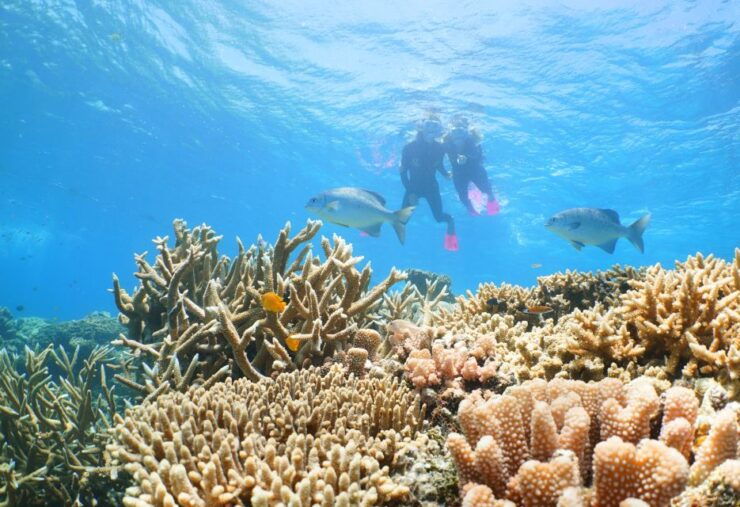 Port Douglas: Quicksilver Outer Barrier Reef Full-Day Cruise - Activity Details