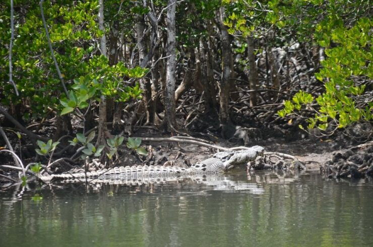 Port Douglas River Cruise, Crocodile Spotting, Drink & Snack - Activity Details and Highlights