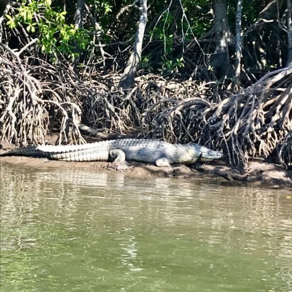Port Douglas River Cruise, Crocodile Spotting, Drink & Snack - Common Questions