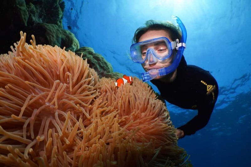 Port Douglas: Silversonic Great Barrier Reef Dive & Snorkel - Final Thoughts: Is It Worth It?