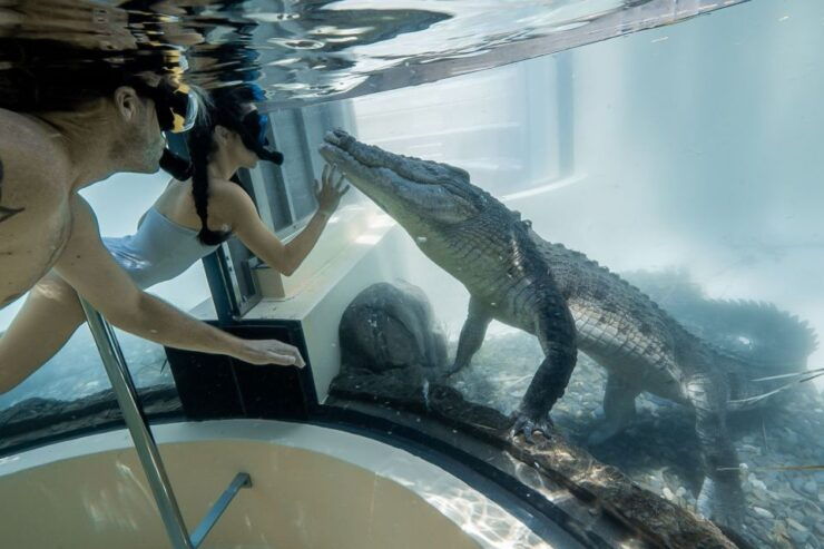 Port Douglas: Wildlife Habitat Swim With Crocodiles - Experience Highlights