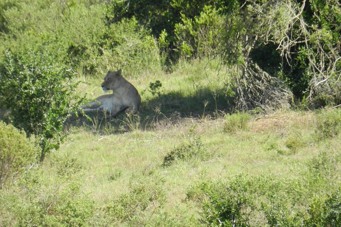 Port Elizabeth Shore Excursion: Addo Elephant Full Day Safari &"Braai"Lunch(BBQ) - Authentic South African Lunch