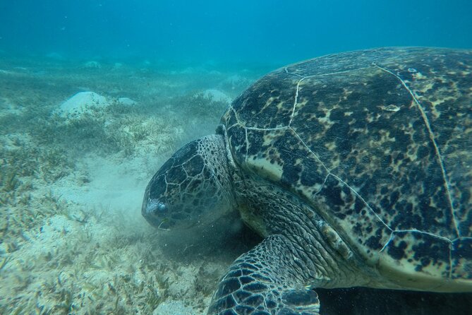 Port Ghalib Full-Day Snorkeling and Diving Cruise  - Marsa Alam - Booking Details