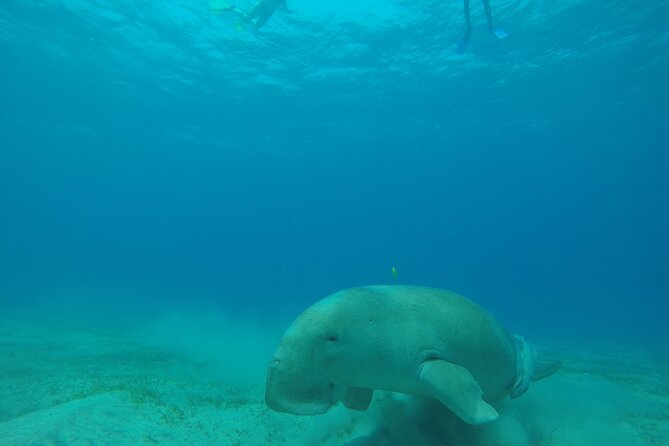 Port Ghalib Full-Day Snorkeling and Diving Cruise  - Marsa Alam - Reservation Process