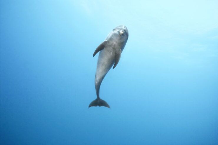 Port Ghalib: Sataya Reefs Dolphin Snorkel Cruise With Lunch - Experience Highlights