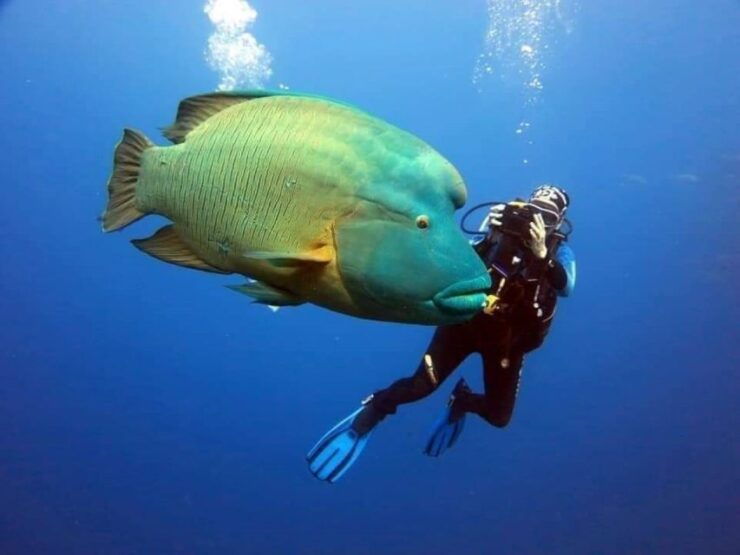 Port Ghalib: Scuba Diving for Beginners Day-Trip With Lunch - Diving Experience