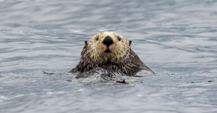 Port Hardy: Sea Otter and Whale Watching - Activity Information