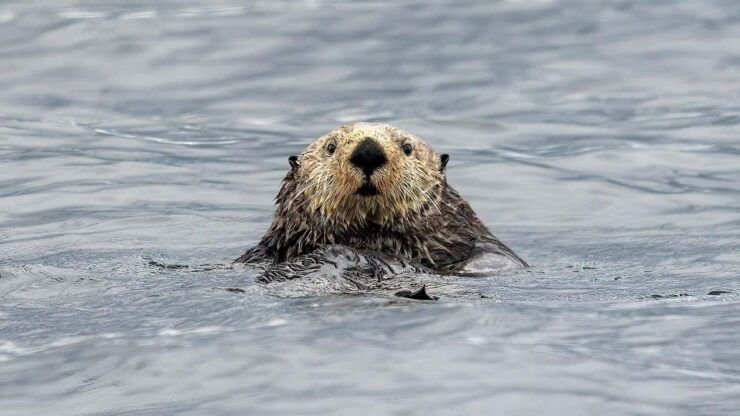 Port Hardy: Sea Otter and Whale Watching - Experience Highlights