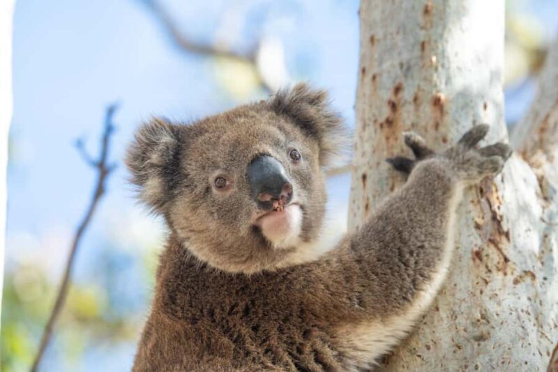 Port Lincoln Mikkira Station Wild Koala Safari Tour - Good To Know