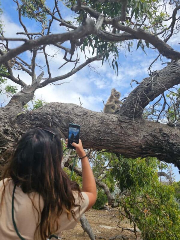 Port Lincoln Mikkira Station Wild Koala Safari Tour - What to Expect from the Tour